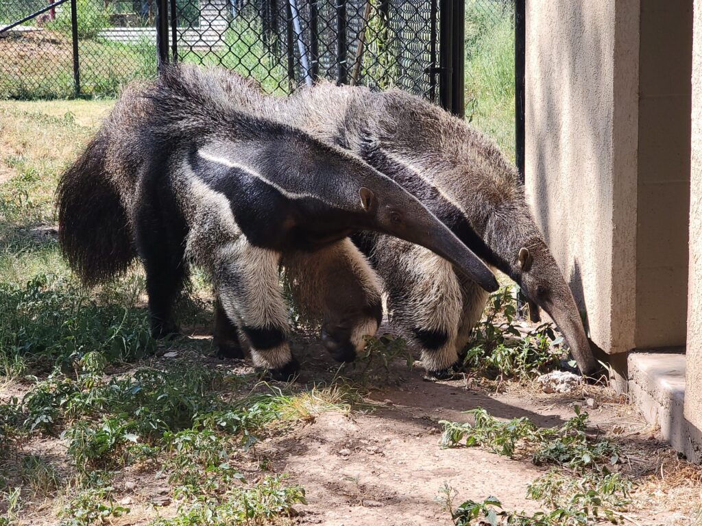 anteater 4 scaled 1